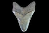 Serrated, Megalodon Tooth - Feeding Damaged Tip #77504-2